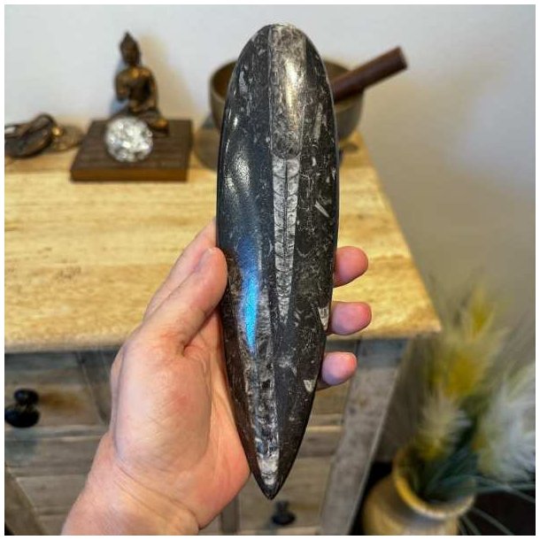 �gte Orthoceras fossil forstenet bl�ksprutte i poleret kvalitet