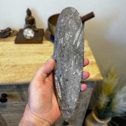 Bagsiden af en Unik Orthoceras fossil fra Marokko med flotte naturlige aftegninger