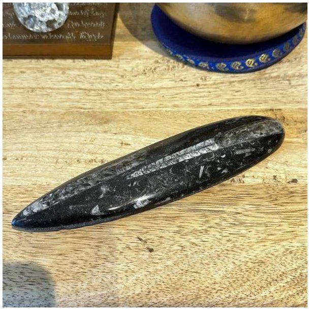 Stor poleret Orthoceras fossil som dekorativt samlerobjekt