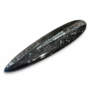 Poleret Orthoceras fossil med tydelig kammerstruktur og naturlige fossile detaljer