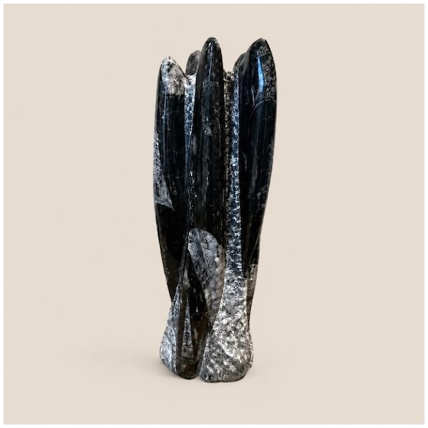 �gte og smukt orthoceras fossil unika