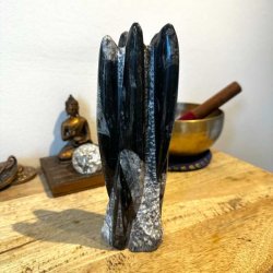 Orthoceras Freeform i meget fin kvalitet fotograferet fra en anden vinkel.