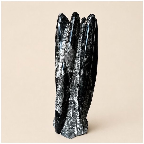Orthoceras fossil fri form med m�rke fossile strukturer