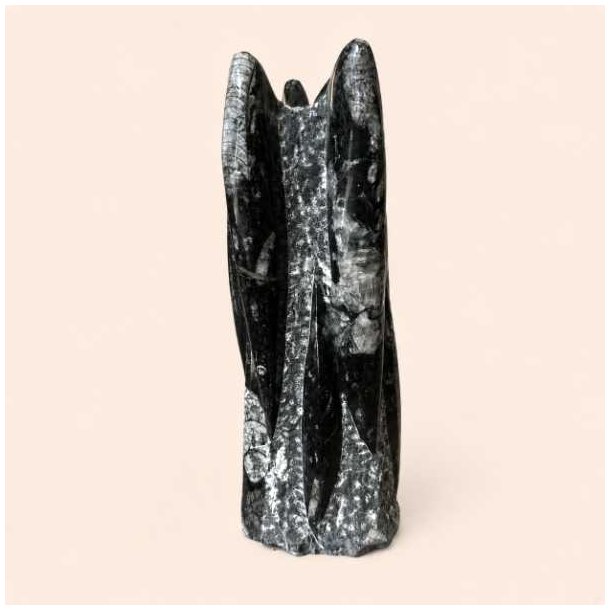 Poleret Orthoceras fossil med naturlige gr� og sorte nuancer