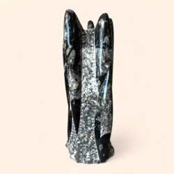 Orthoceras fossil i poleret fri form med naturlige variationer