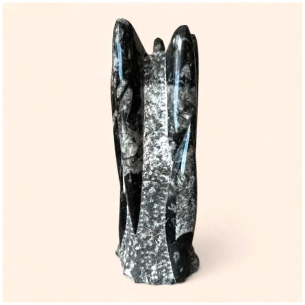 Orthoceras fossil i poleret fri form med naturlige variationer