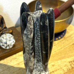 Poleret Orthoceras-fossil i fri form med flotte naturlige m�nstre.