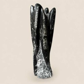 Orthoceras fossil poleret fri form i sort og gr�