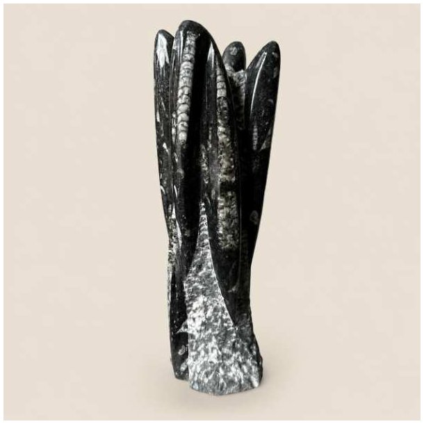 Orthoceras fossil poleret fri form i sort og gr�