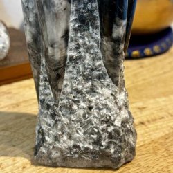 orthoceras n�rbillede af selve foden