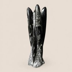 Orthoceras fossil poleret fri form med m�rke sorte nuancer