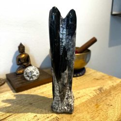 Eksklusiv Orthoceras Freeform fra Madagaskar med poleret overflade og �gte fossiler.