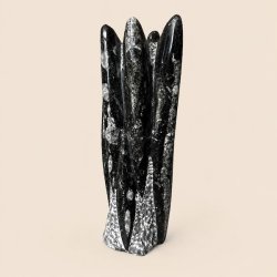 Poleret Orthoceras fossil i naturlig fri form
