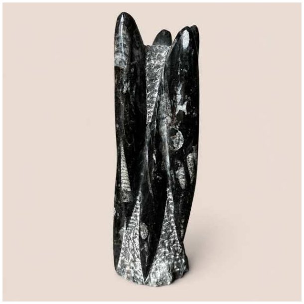 Orthoceras fossil med sorte fossile strukturer og gr� detaljer