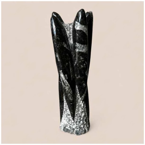 Orthoceras fossil poleret med naturlige sorte og gr� m�nstre