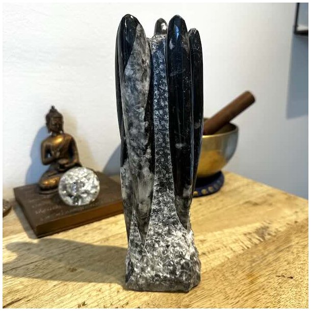 H�ndplukket Orthoceras Freeform med smukke naturlige fossile detaljer.