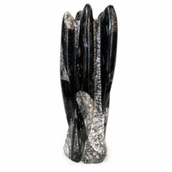 Poleret Orthoceras Freeform med �gte Orthoceras-fossiler p� hvid baggrund.