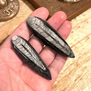 Orthoceras s�t med 2 stk forstenet bl�ksprutte fossil 6,5�7 cm naturens urkraft!