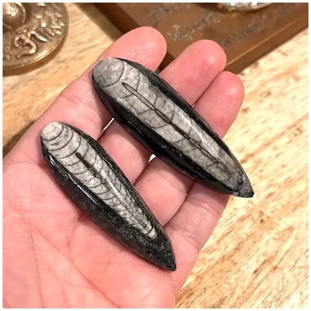 Orthoceras s�t med 2 stk forstenet bl�ksprutte fossil 6,5�7 cm naturens urkraft!