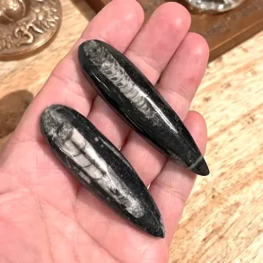 Orthoceras s�t med 2 stk forstenet bl�ksprutte fossil 6,7�7 cm naturens urkraft!