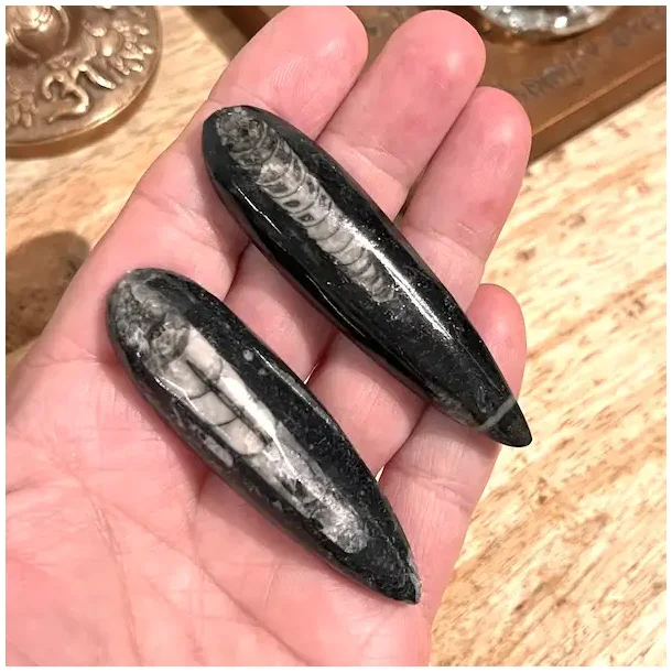 Orthoceras s�t med 2 stk forstenet bl�ksprutte fossil 6,7�7 cm naturens urkraft!