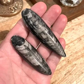 Orthoceras s�t med 2 stk forstenet bl�ksprutte fossil 6,5�7,7 cm naturens urkraft!