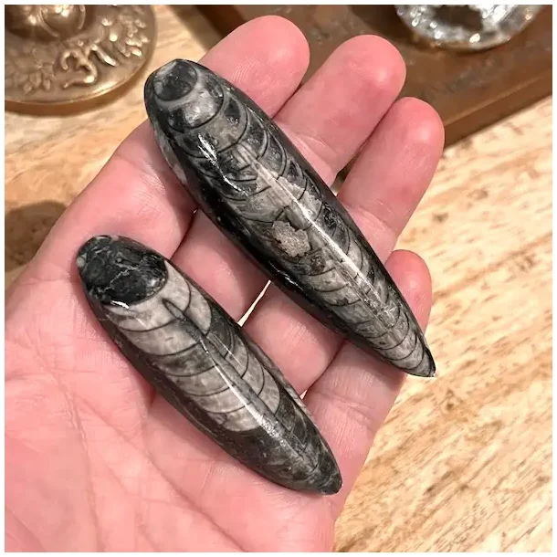 Orthoceras s�t med 2 stk forstenet bl�ksprutte fossil 6,5�7,7 cm naturens urkraft!