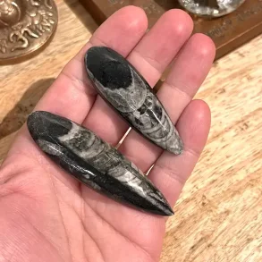 Orthoceras s�t med 2 stk forstenet bl�ksprutte fossil 6�7,4 cm naturens urkraft!