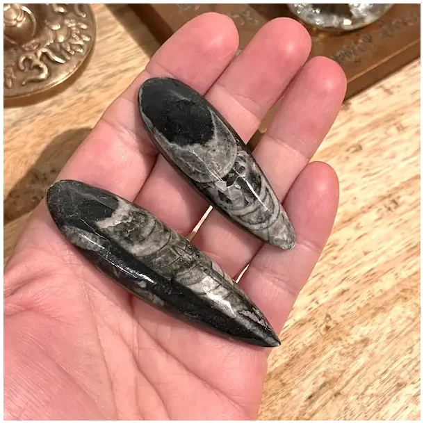 Orthoceras s�t med 2 stk forstenet bl�ksprutte fossil 6�7,4 cm naturens urkraft!