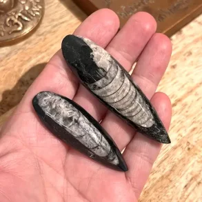 Orthoceras s�t med 2 stk forstenet bl�ksprutte fossil 6�7,3 cm naturens urkraft!