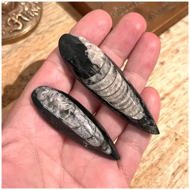 Orthoceras s�t med 2 stk forstenet bl�ksprutte fossil 6�7,3 cm naturens urkraft!