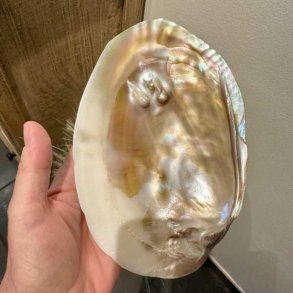 Stor perlemorsskal med naturlig perle &ndash; 18 x 12 cm