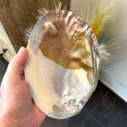 Perlemorsskal med perle i smukke rosa, bronze, gyldne og cremefarvede nuancer