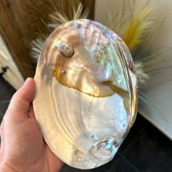 Stor perlemorsskal med naturlig perle &ndash; 17 x 12,5 cm