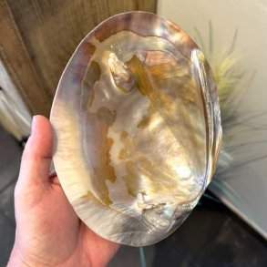 Stor perlemorsskal med naturlig perle &ndash; 17,5 x 13 cm