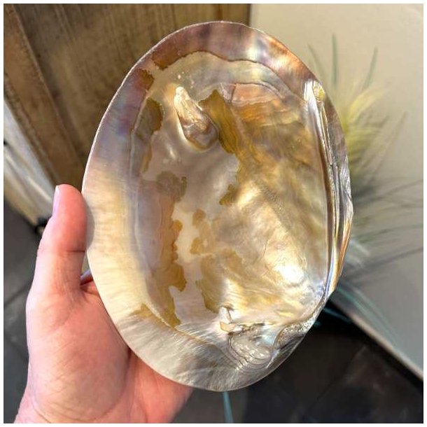 Stor perlemorsskal med naturlig perle &ndash; 17,5 x 13 cm
