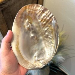 Perlemorsskal med naturlig perle og smukt bl�ligt, gyldent og rosa farvespil