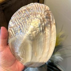 Stor perlemorsskal til smykker, krystaller, hvid salvie og Palo Santo