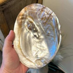 Stor perlemorsskal med naturlig perle &ndash; 17 x 12,7 cm