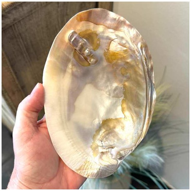 Stor perlemorsskal med naturlig perle &ndash; 17,5 x 12 cm