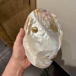 Perlemorsskal med perler og smukt gyldent, bronze og champagnefarvet farvespil