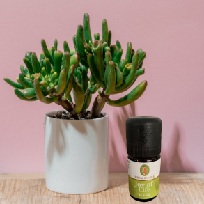 Primavera joy of life blend olie