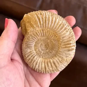 Unik r� ammonit fossil � one of a kind � 8 x 7 cm