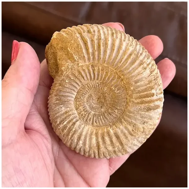 Unik r� ammonit fossil � one of a kind � 8 x 7 cm