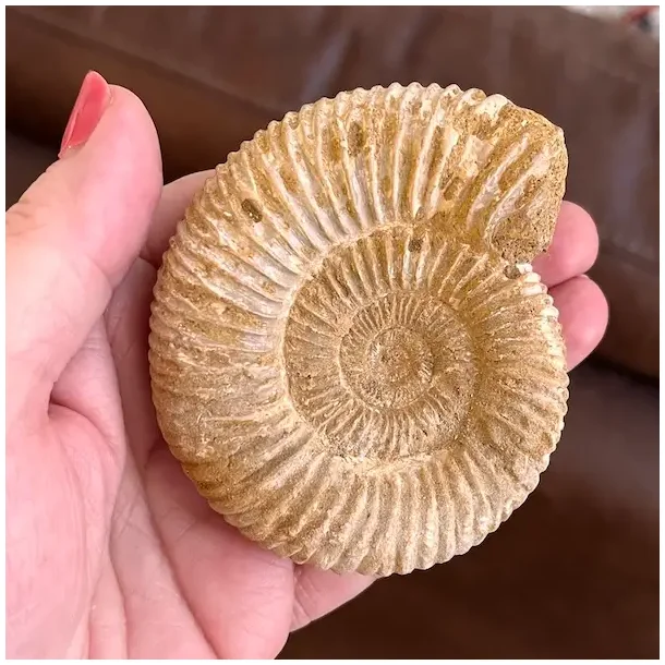 Unik r� ammonit fossil � one of a kind � 8 x 7 cm