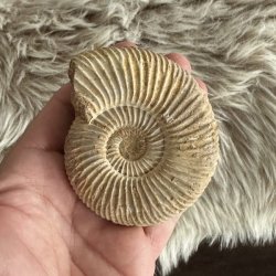 �gte ammonit fossil med tydelig spiralform og naturlige ribber