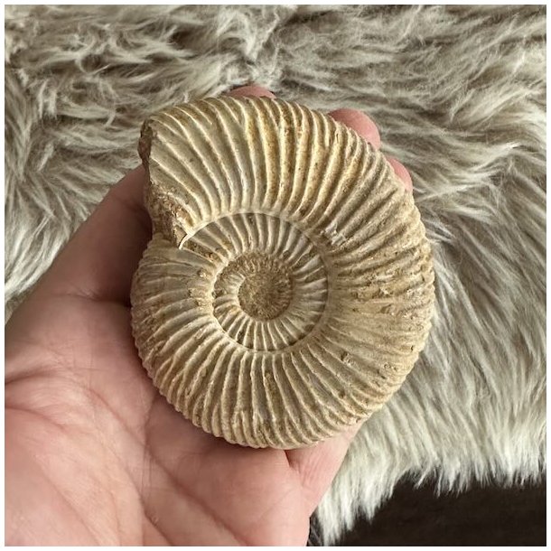 �gte ammonit fossil med tydelig spiralform og naturlige ribber