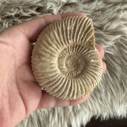 Unikt ammonit fossil med velbevaret spiralstruktur i naturlige jordfarver