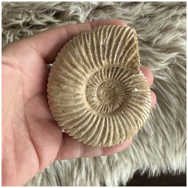 Unikt ammonit fossil med velbevaret spiralstruktur i naturlige jordfarver