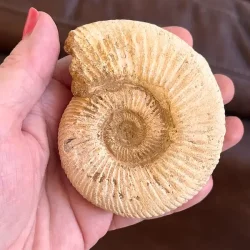 Unik r� ammonit fossil � one of a kind � 8,2 x 7 cm